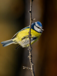 Blue Tit photographed in my garden